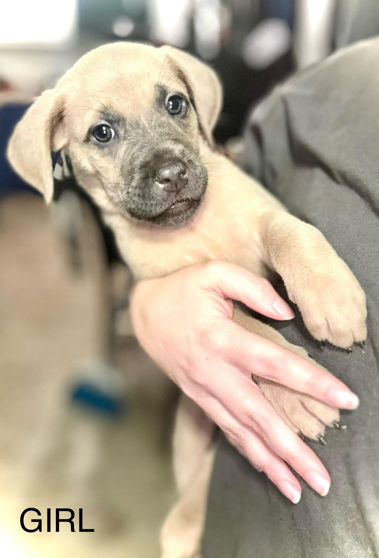 Enlarge Waffles (Sweets litter) , an adopted mixed breed in Mount Juliet, TN image 1/1