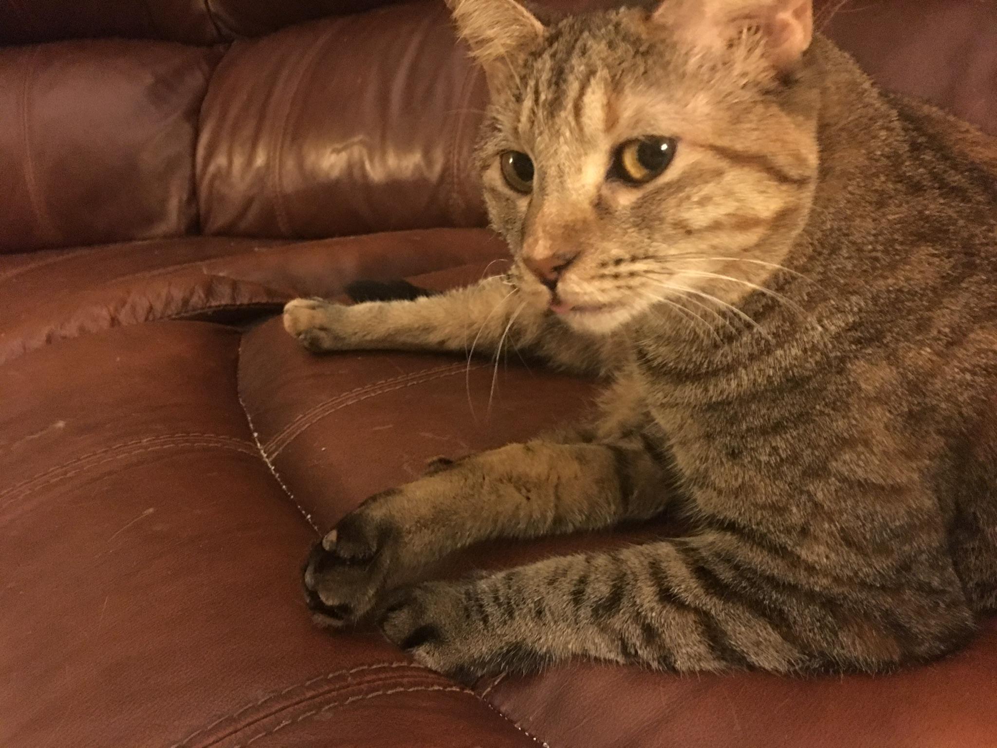 Enlarge Bug, a Adoptable Domestic Short Hair in Tucson, AZ image 4/6