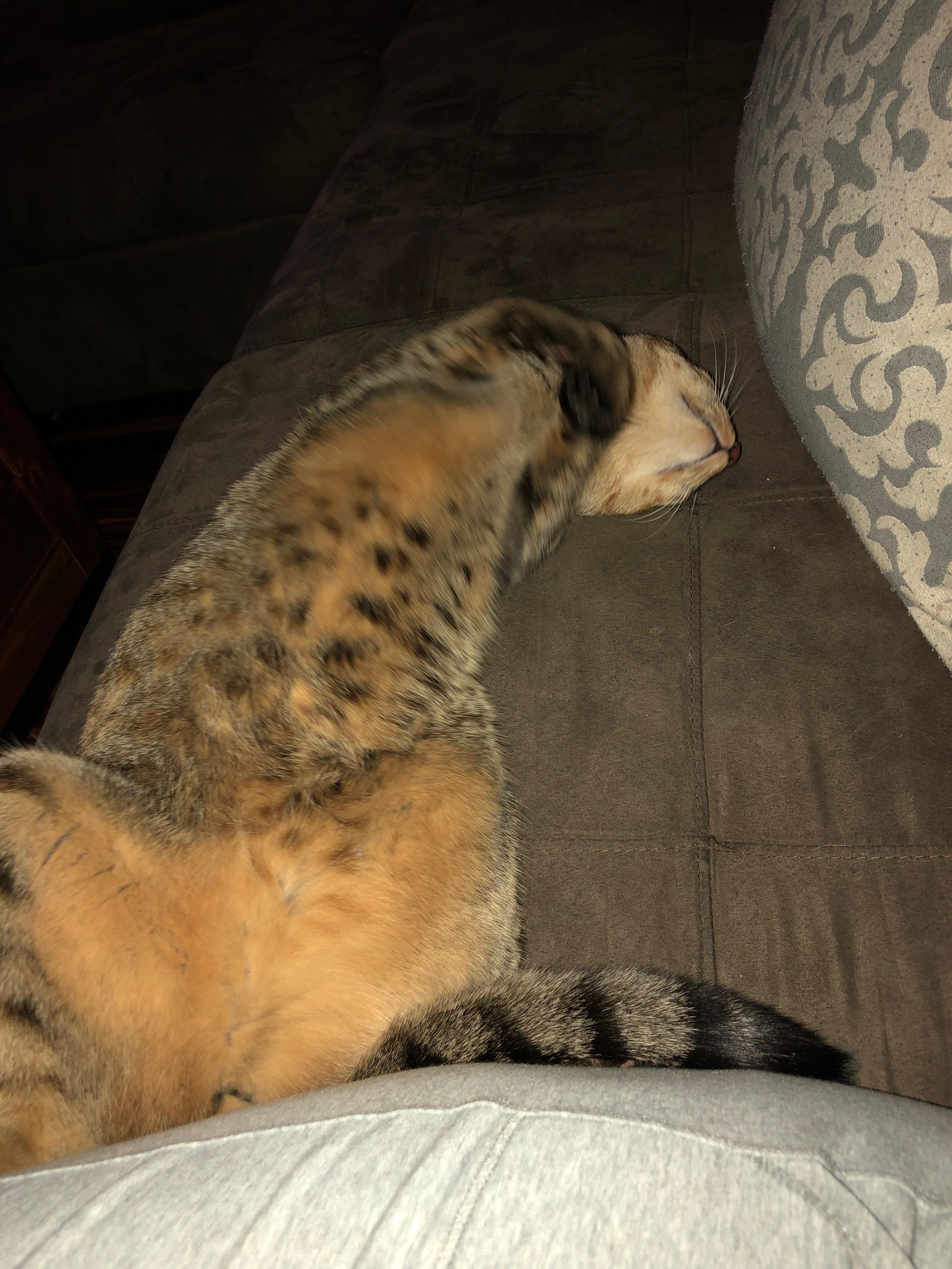 Enlarge Bug, a Adoptable Domestic Short Hair in Tucson, AZ image 6/6