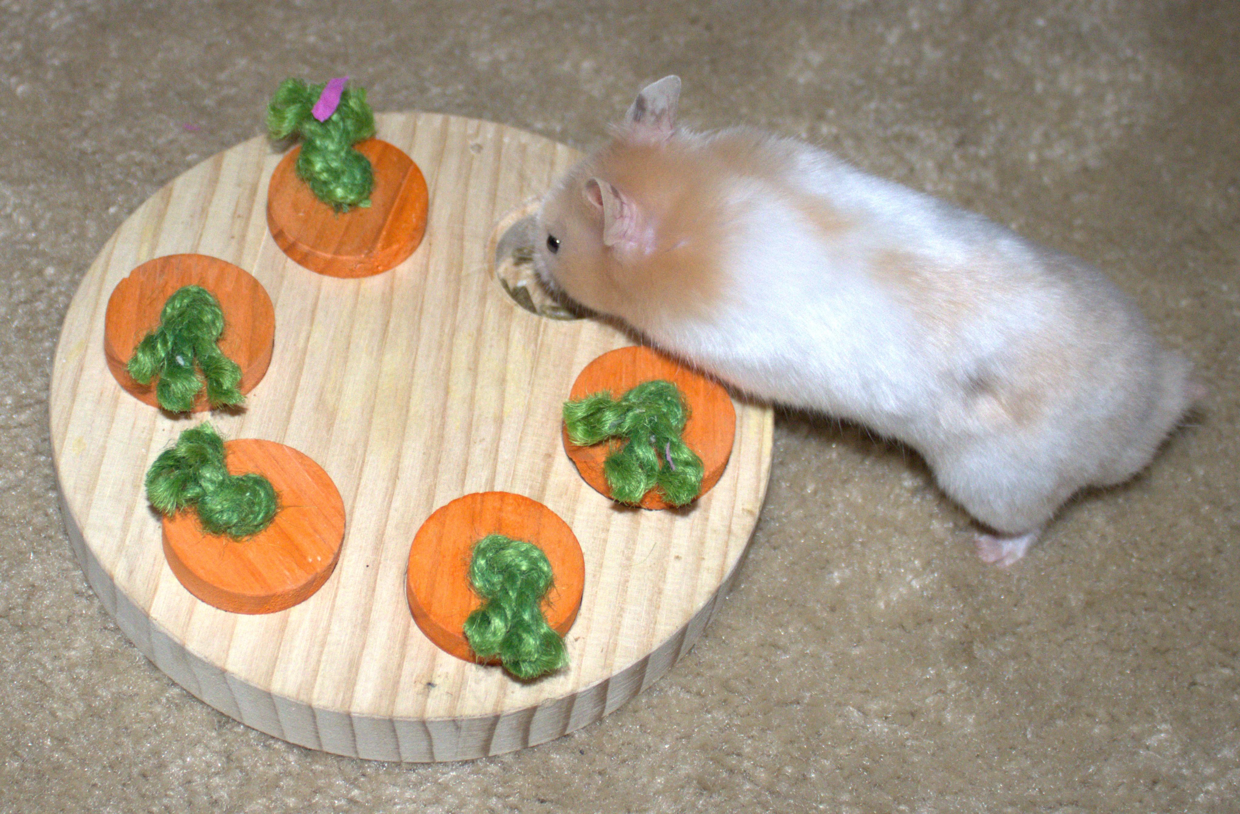 Jackson, an adopted Hamster in Olympia, WA image 3/4