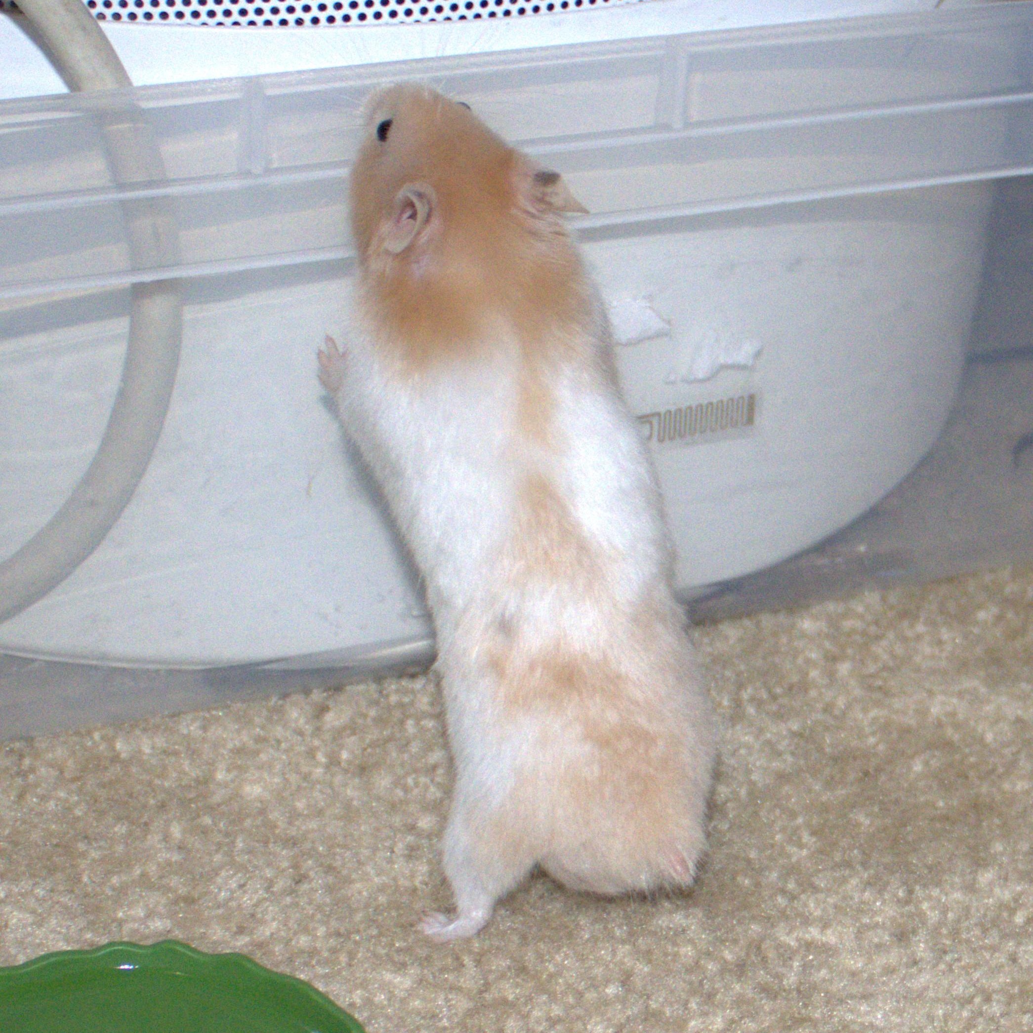 Jackson, an adopted Hamster in Olympia, WA image 2/4