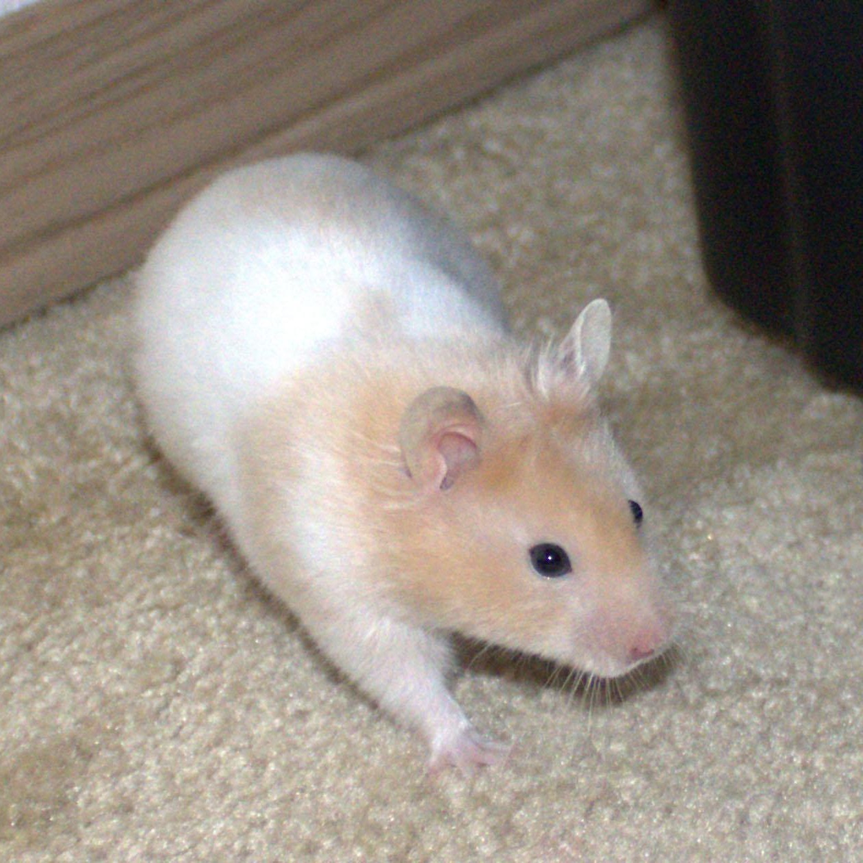 Jackson, adopted, Young Male Hamster.