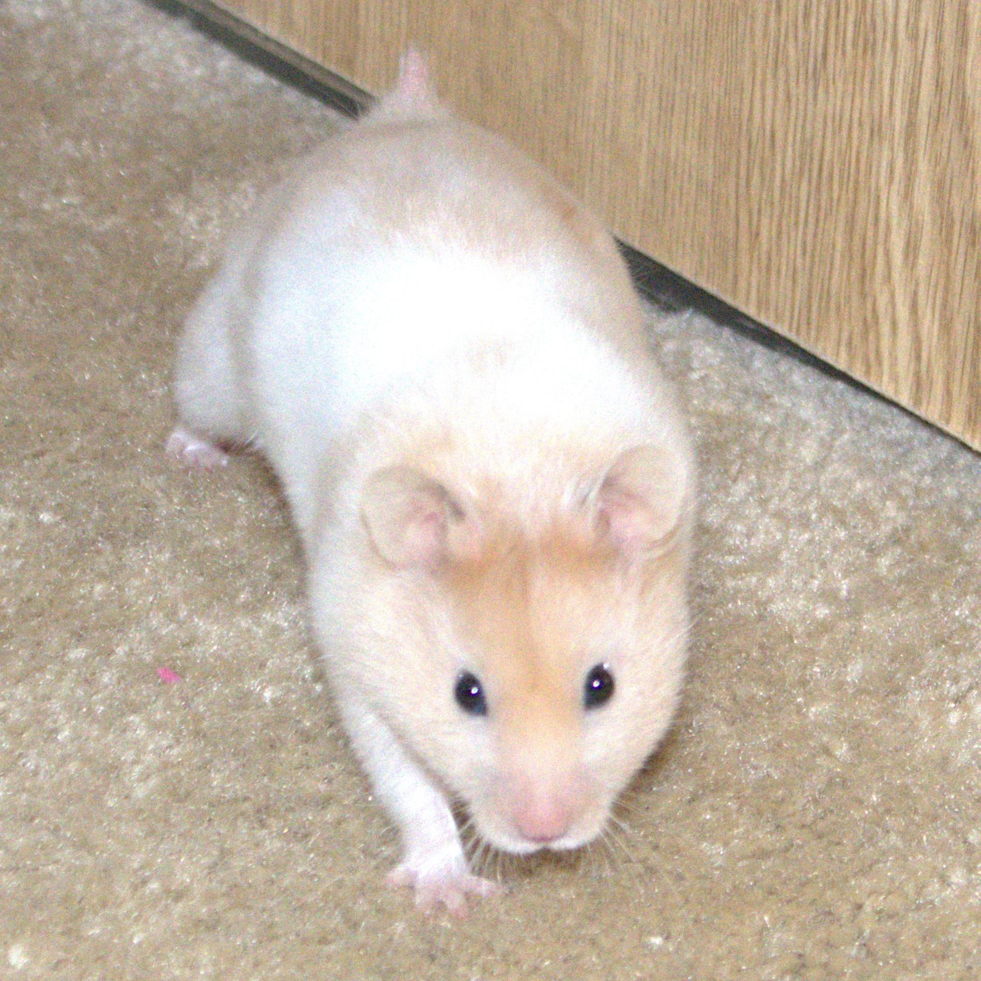Jackson, an adopted Hamster in Olympia, WA image 4/4