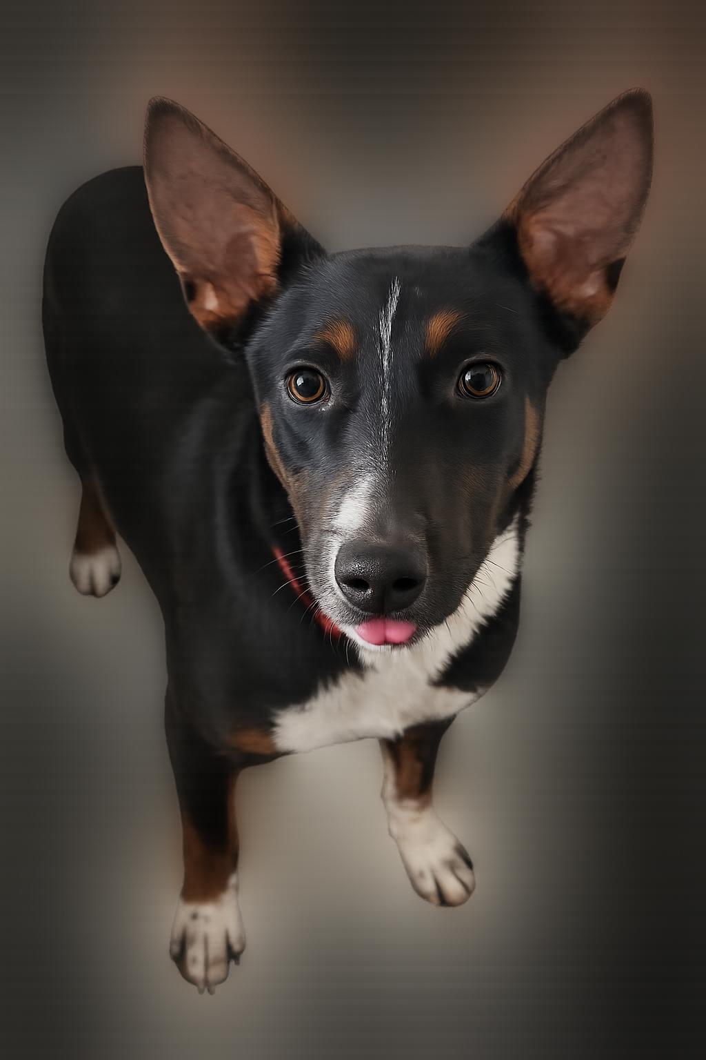 Scout, Adoptable, Young Male Basenji & Australian Cattle Dog / Blue Heeler.