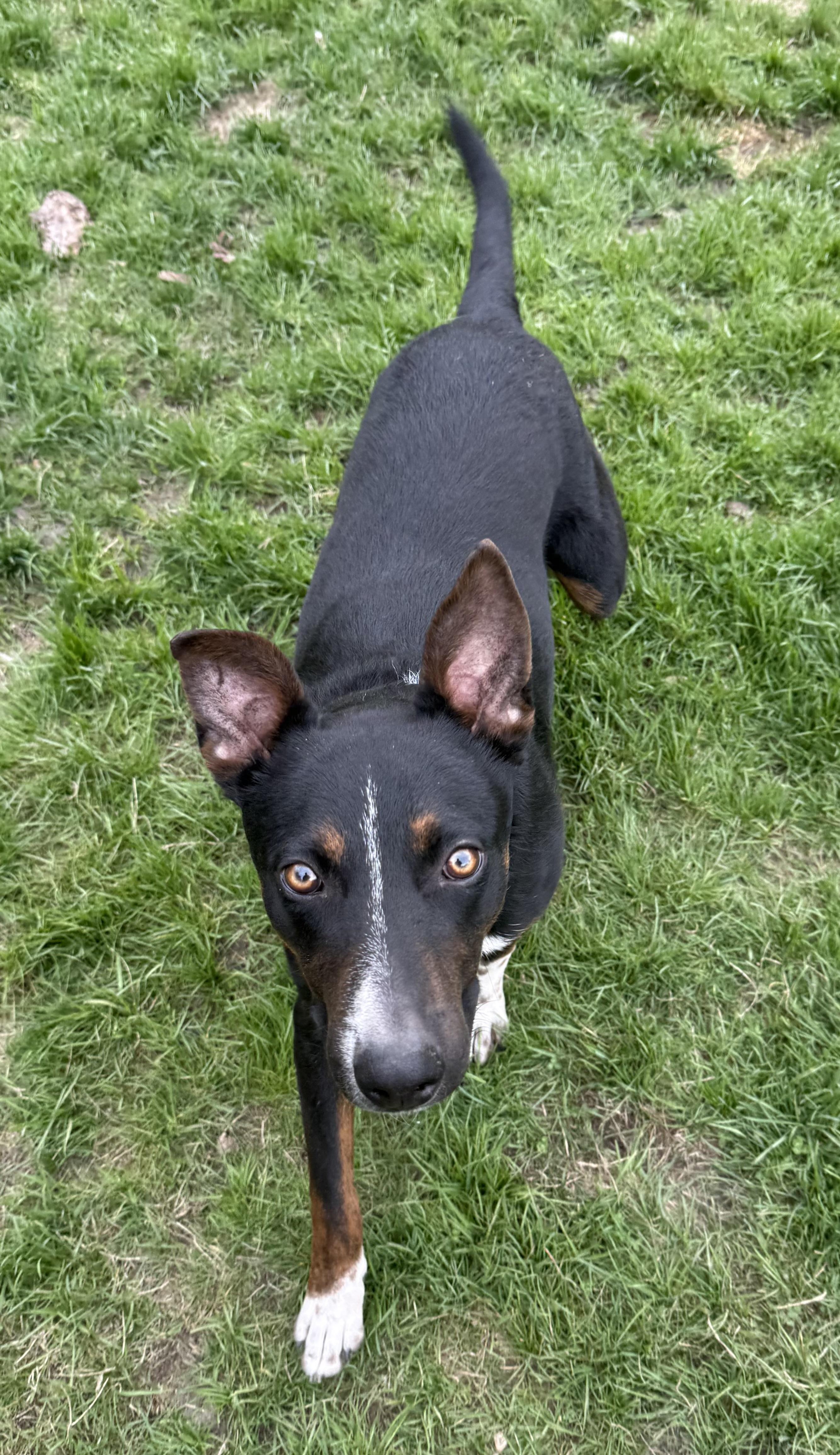 Enlarge Scout, a Adoptable mixed breed in Carver, MA image 3/3