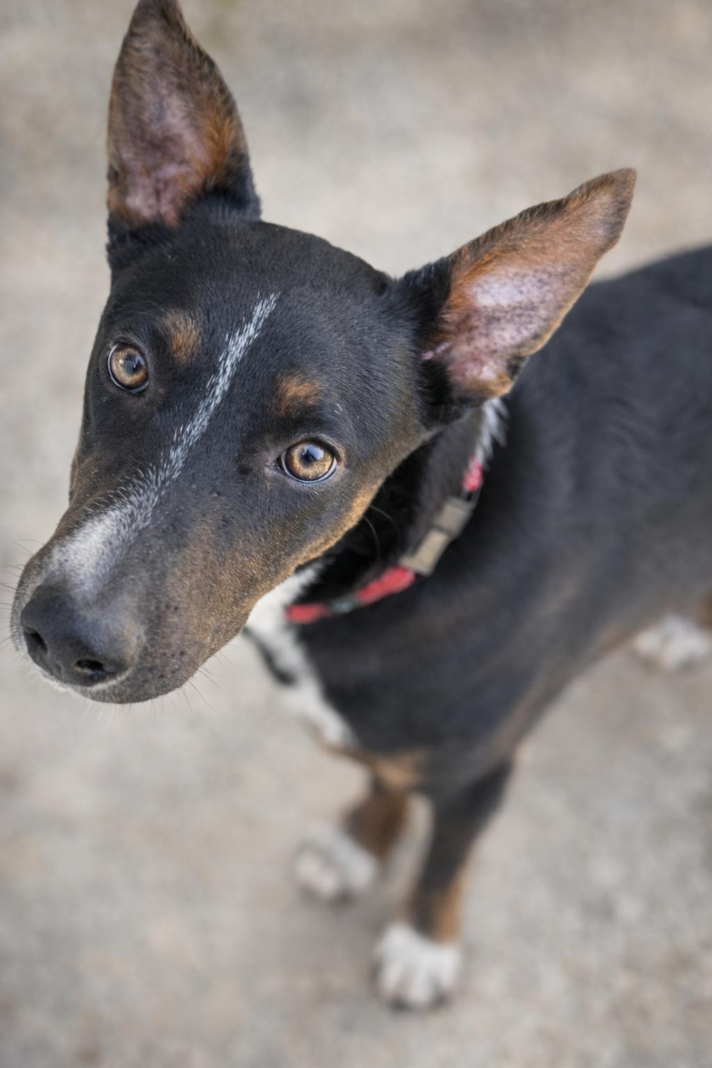 Enlarge Scout, a Adoptable mixed breed in Carver, MA image 2/3
