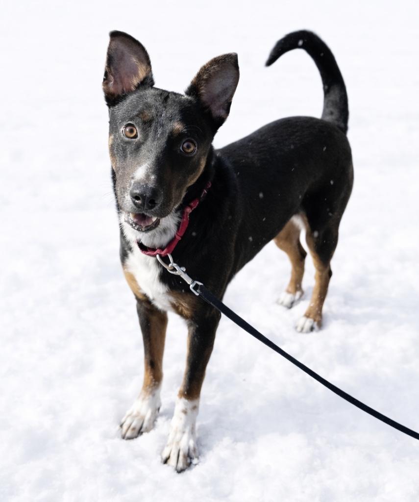 Enlarge Scout, a Adoptable mixed breed in Carver, MA image 3/3