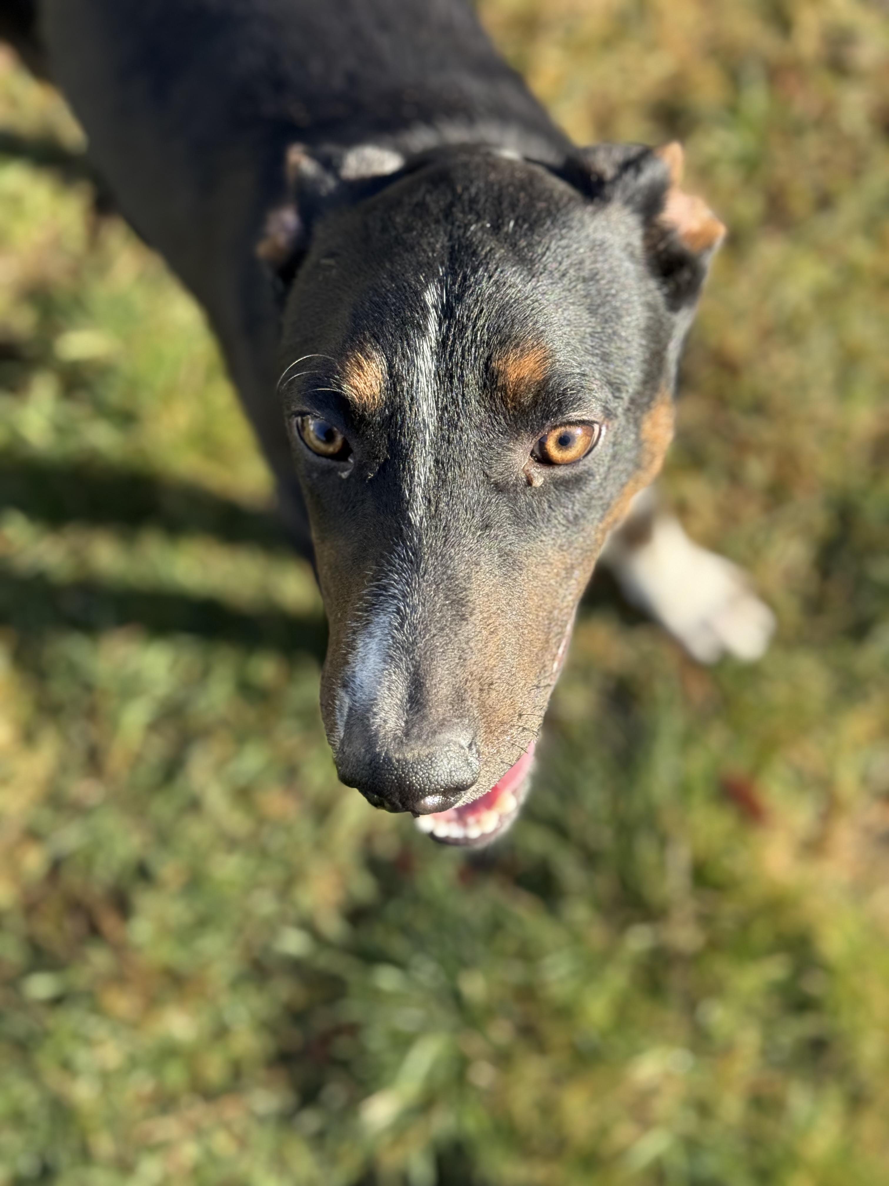 Enlarge Scout, a Adoptable mixed breed in Carver, MA image 2/3