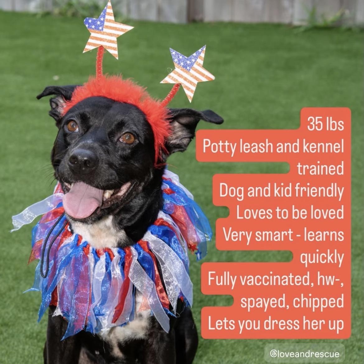 Daisy, adopted, Young Female Chihuahua & Pit Bull Terrier.