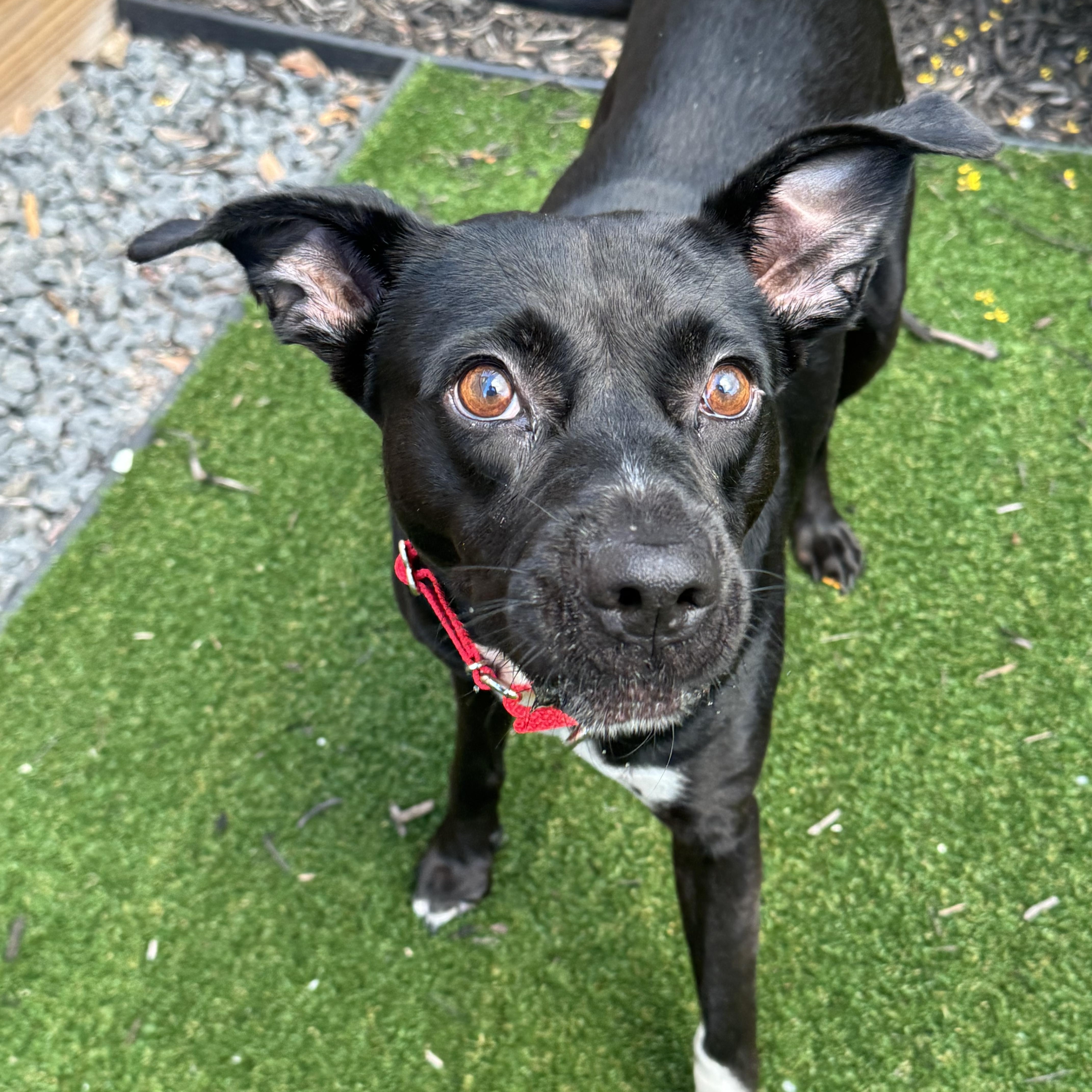 Daisy, a ADOPTABLE mixed breed in Houston, TX image 1/2
