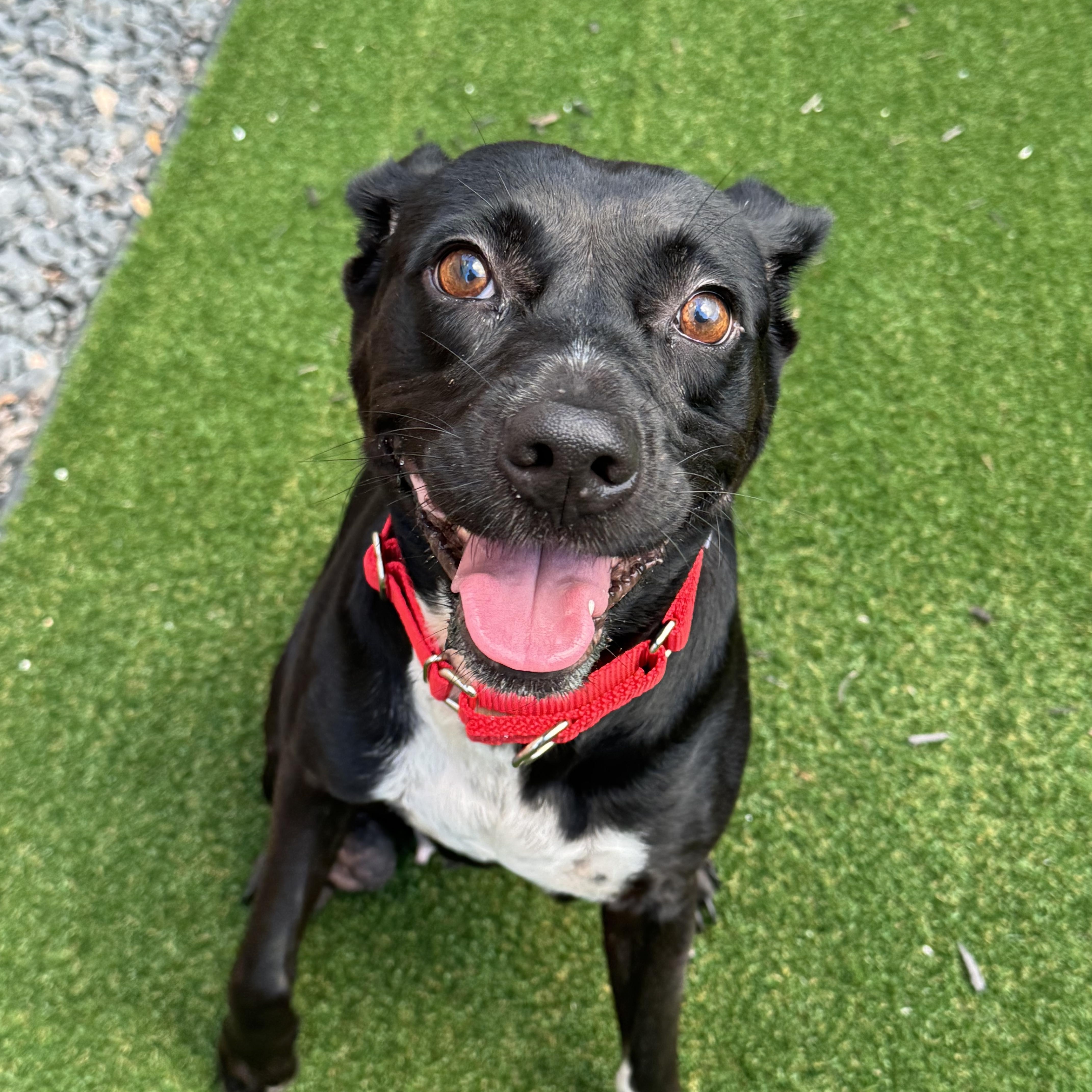 Daisy, a ADOPTABLE mixed breed in Houston, TX image 2/2