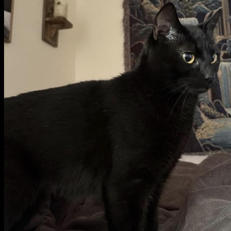 Marley, Adoptable, Adult Female Domestic Short Hair.