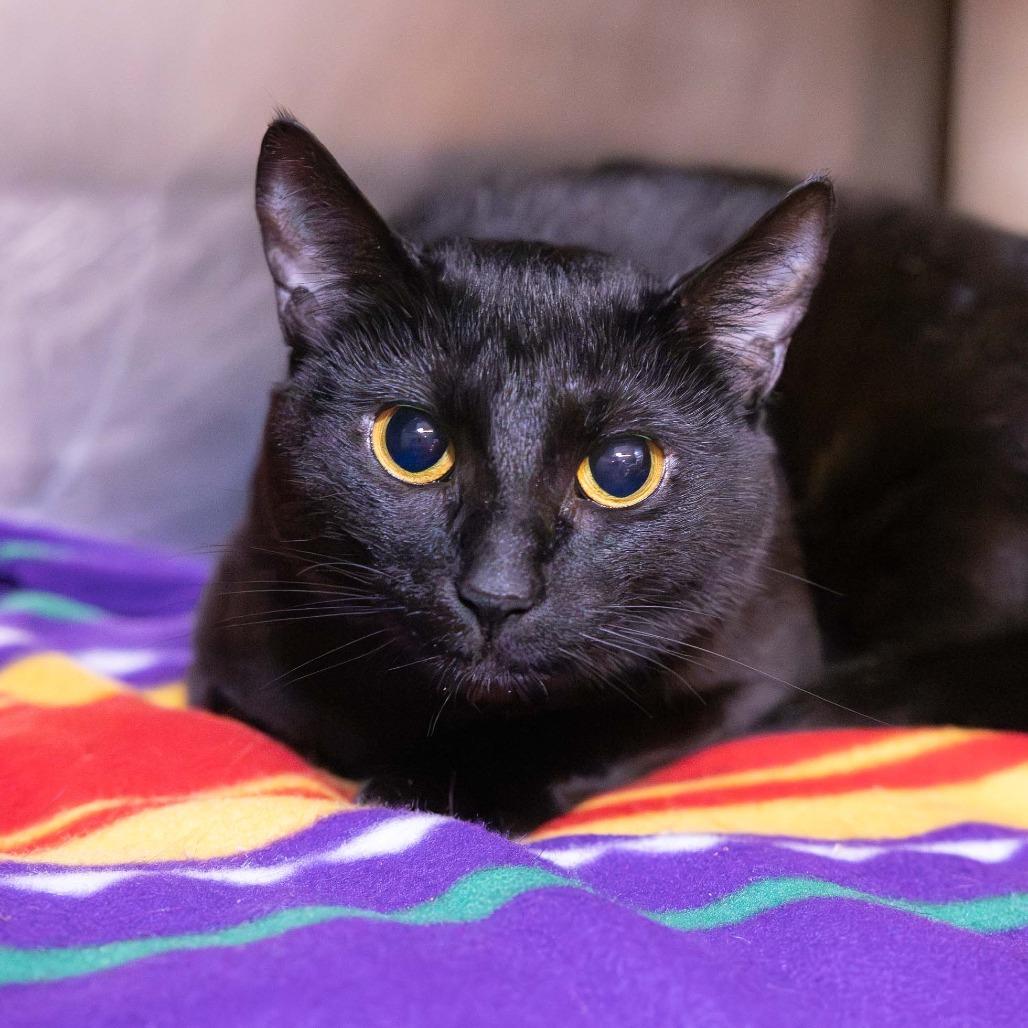 Enlarge Marley, a Adoptable Domestic Short Hair in Mentor, OH image 2/5