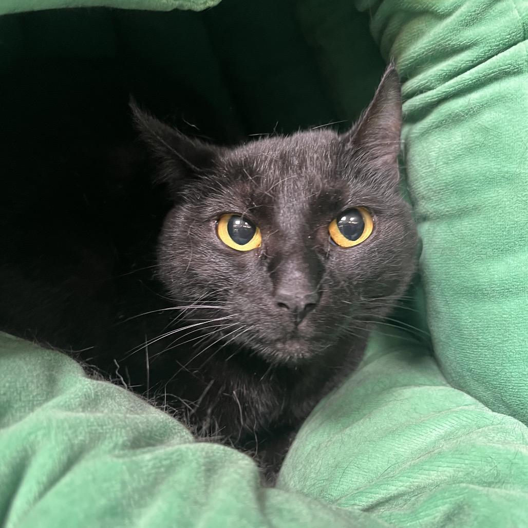 Enlarge Marley, a Adoptable Domestic Short Hair in Mentor, OH image 3/5