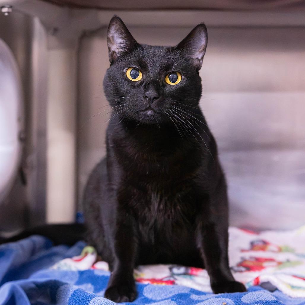 Enlarge Marley, a Adoptable Domestic Short Hair in Mentor, OH image 4/5