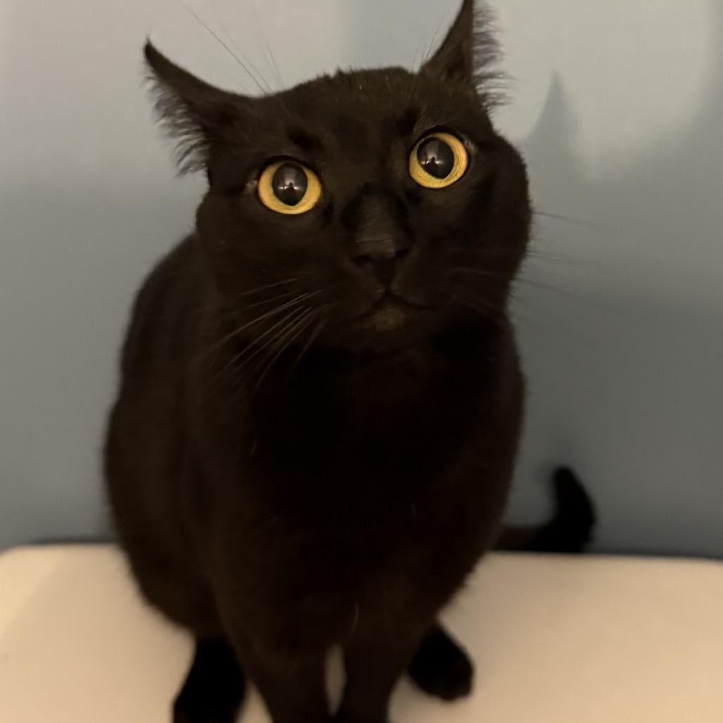Enlarge Marley, a Adoptable Domestic Short Hair in Mentor, OH image 5/5