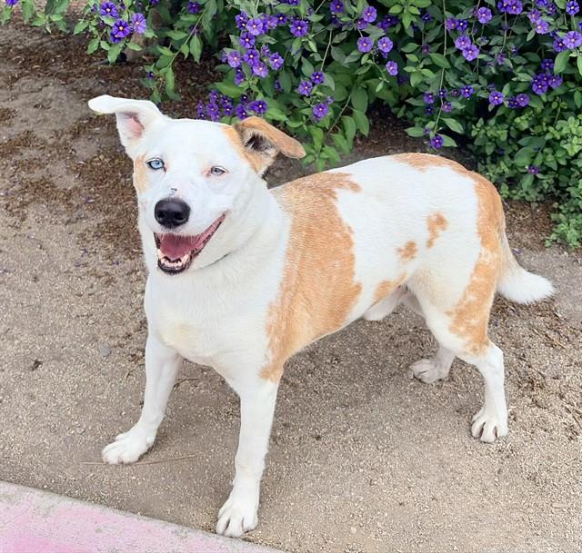 MANCHAS, Adoptable, Adult Male Australian Cattle Dog / Blue Heeler & Mixed Breed.