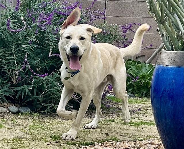 POLAR BEAR, Adoptable, Young Male Labrador Retriever & Mixed Breed.