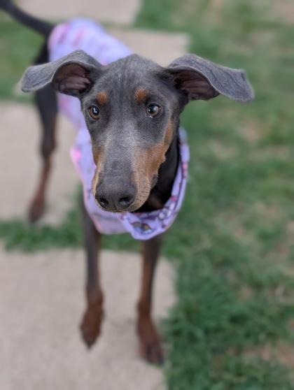 Enlarge Stormie, a Adoptable mixed breed in Mansfield, TX image 1/3