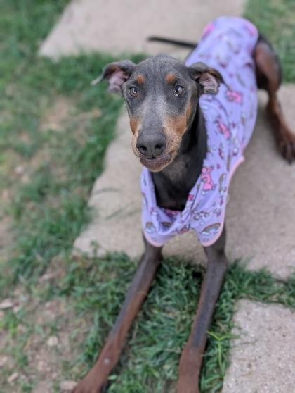 Enlarge Stormie, a Adoptable mixed breed in Mansfield, TX image 2/3