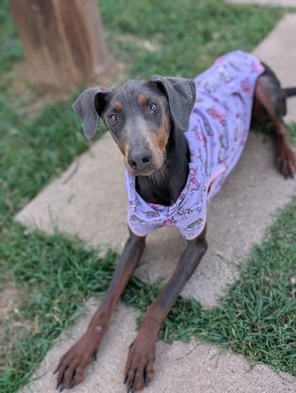 Enlarge Stormie, a Adoptable mixed breed in Mansfield, TX image 3/3