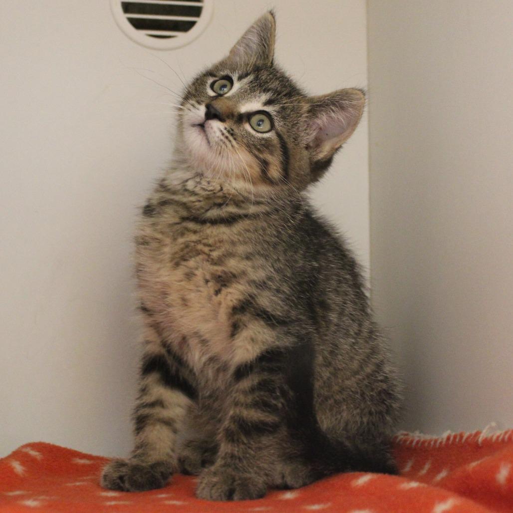 Enlarge Jackfruit, a Adoptable Domestic Short Hair in Champaign, IL image 1/2