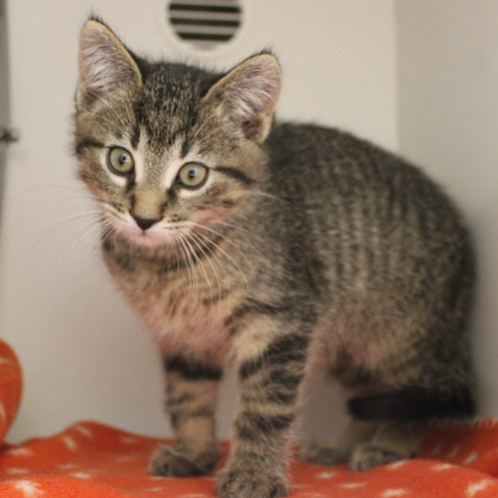 Enlarge Jackfruit, a Adoptable Domestic Short Hair in Champaign, IL image 2/2