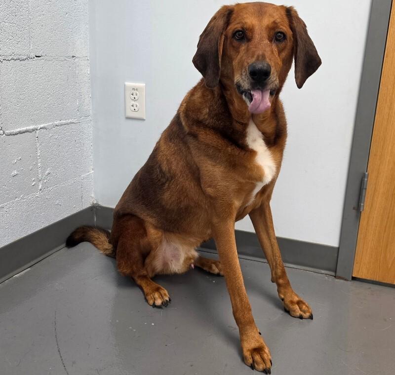 Enlarge Tommy, a Adoptable mixed breed in Roanoke, VA image 1/3