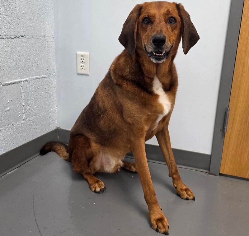 Enlarge Tommy, a Adoptable mixed breed in Roanoke, VA image 2/3