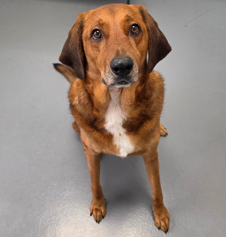 Enlarge Tommy, a Adoptable mixed breed in Roanoke, VA image 3/3