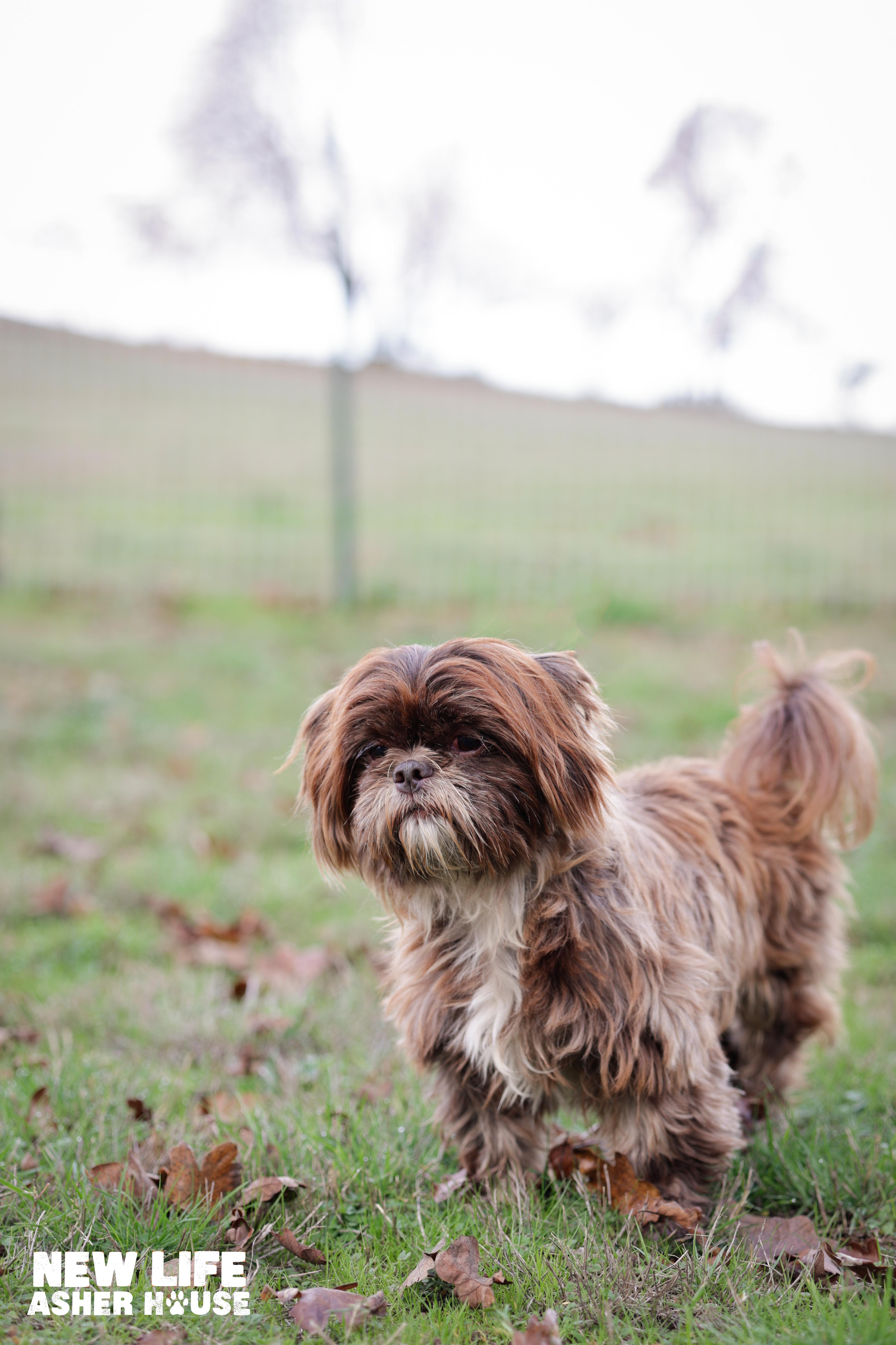 Shifu, Adopted, Young Male Shih Tzu.