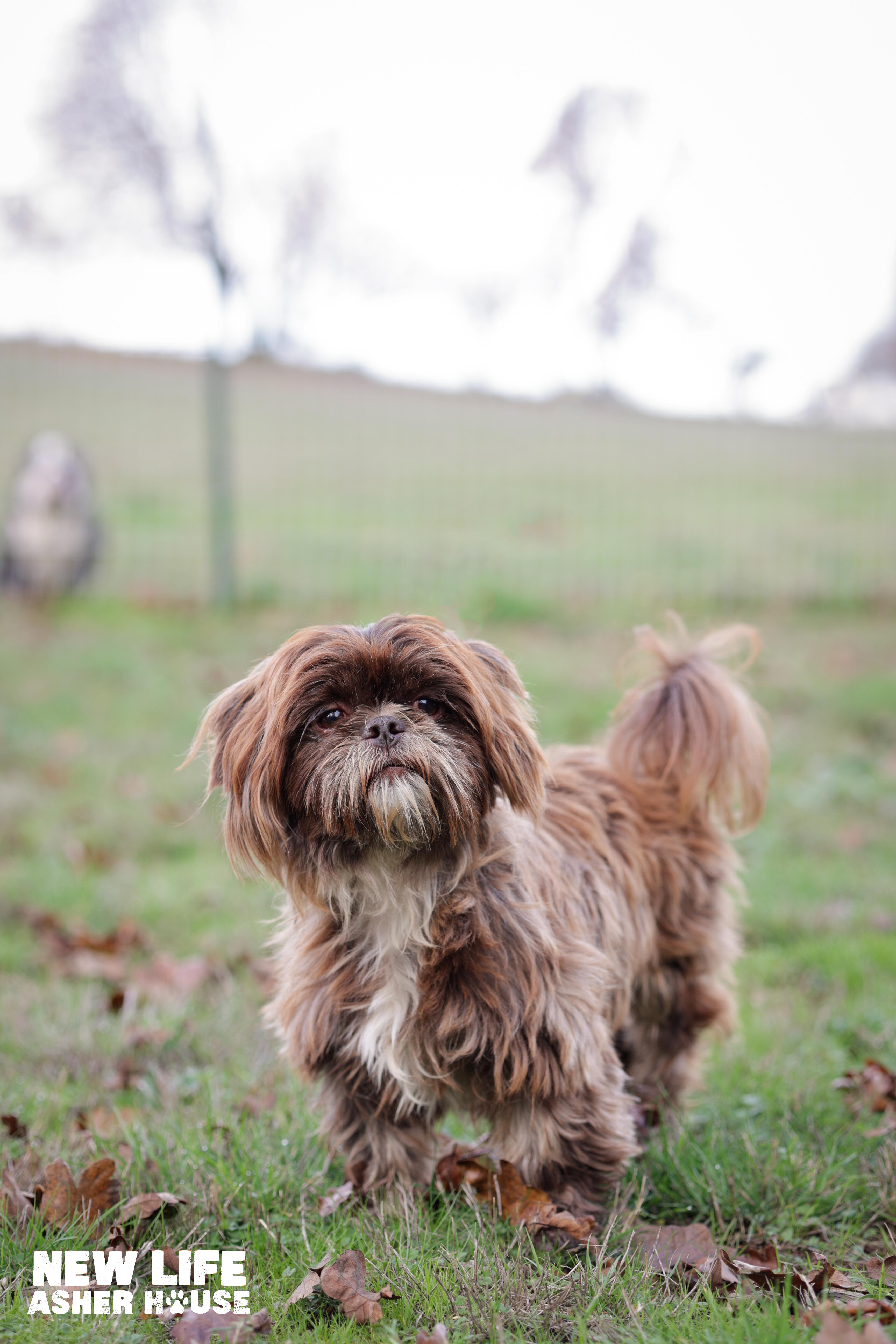 Enlarge Shifu, a Adopted Shih Tzu in Portland, OR image 2/4