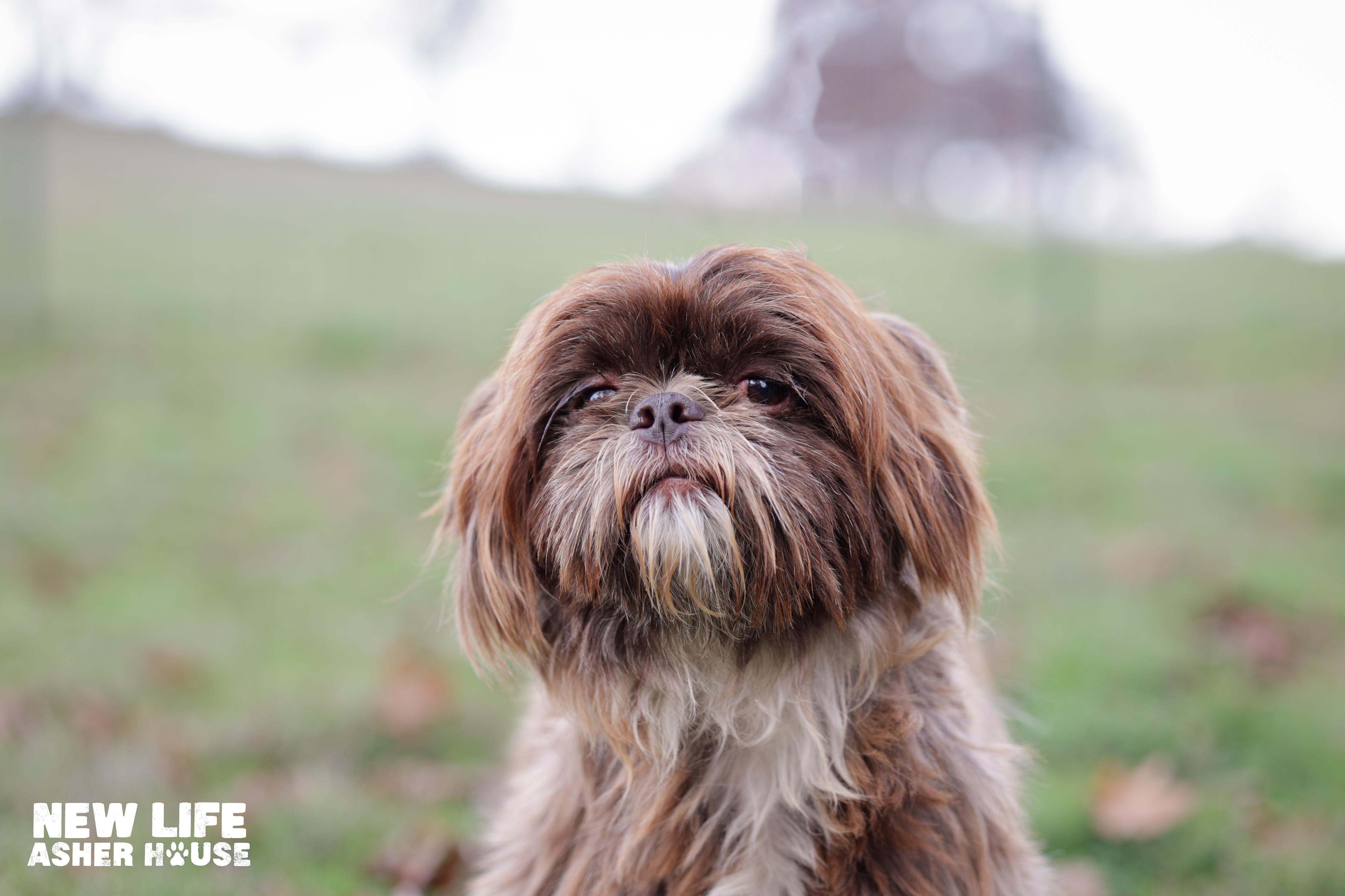 Enlarge Shifu, a Adopted Shih Tzu in Portland, OR image 4/4
