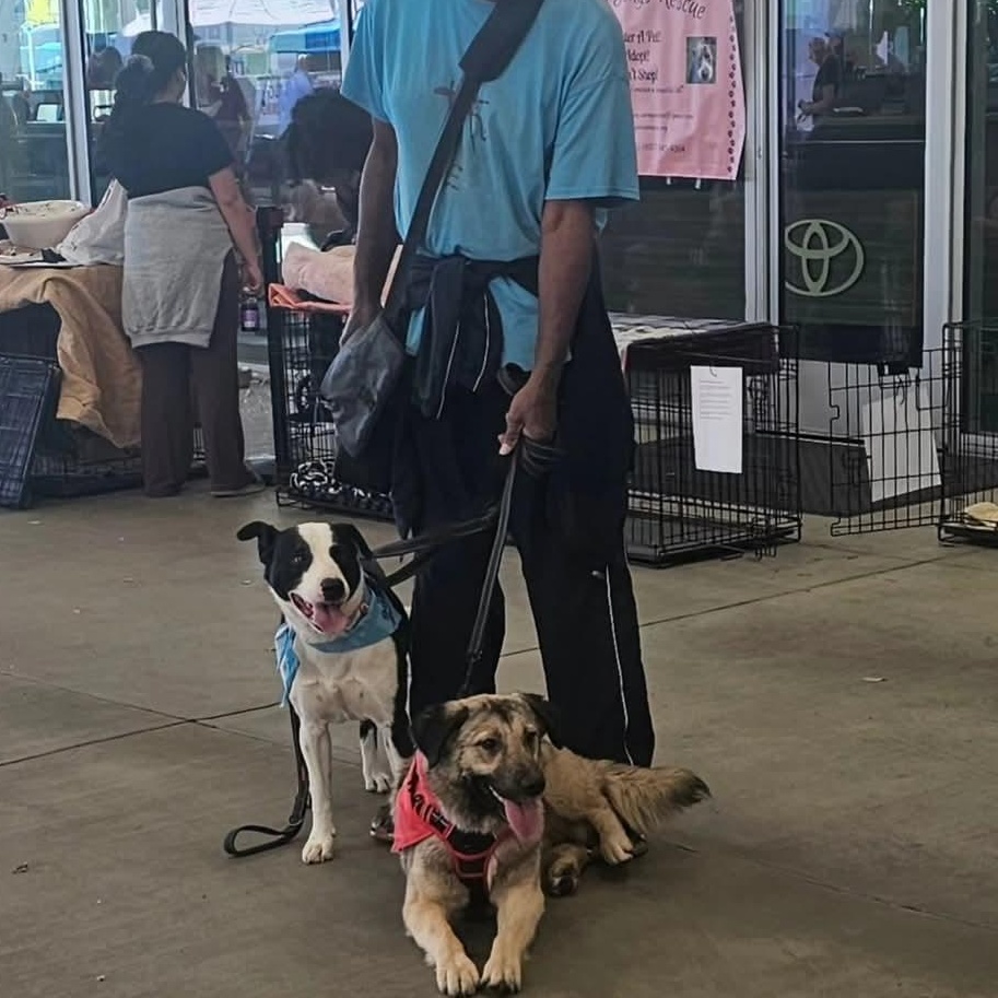 Otis border collie lab mix!