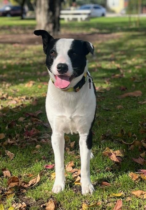 Otis border collie lab mix!
