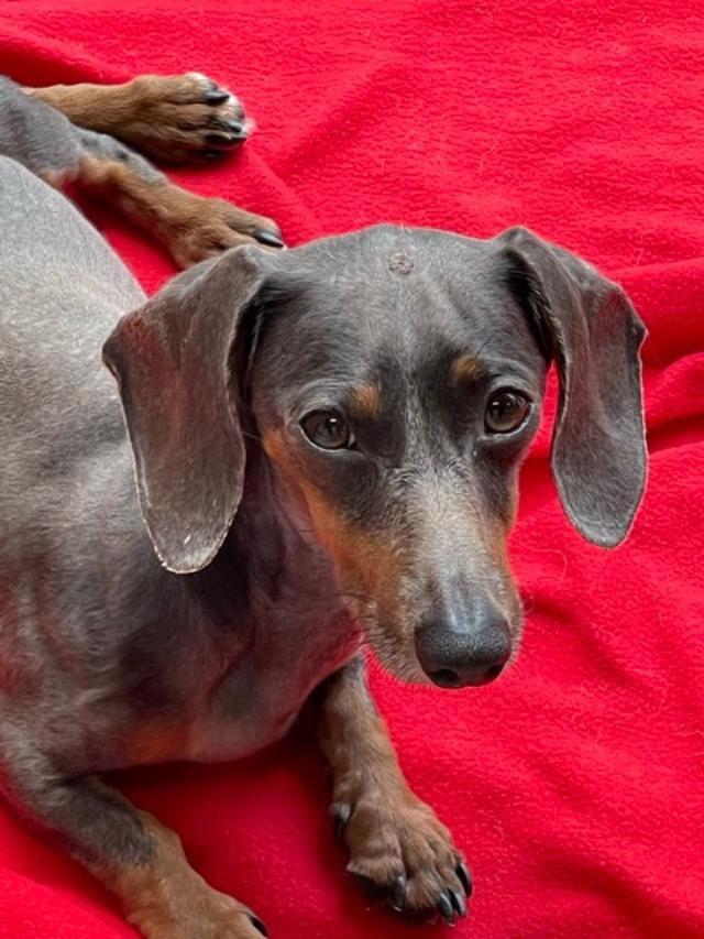 Sugar Buns, Adoptable, Adult Female Dachshund.