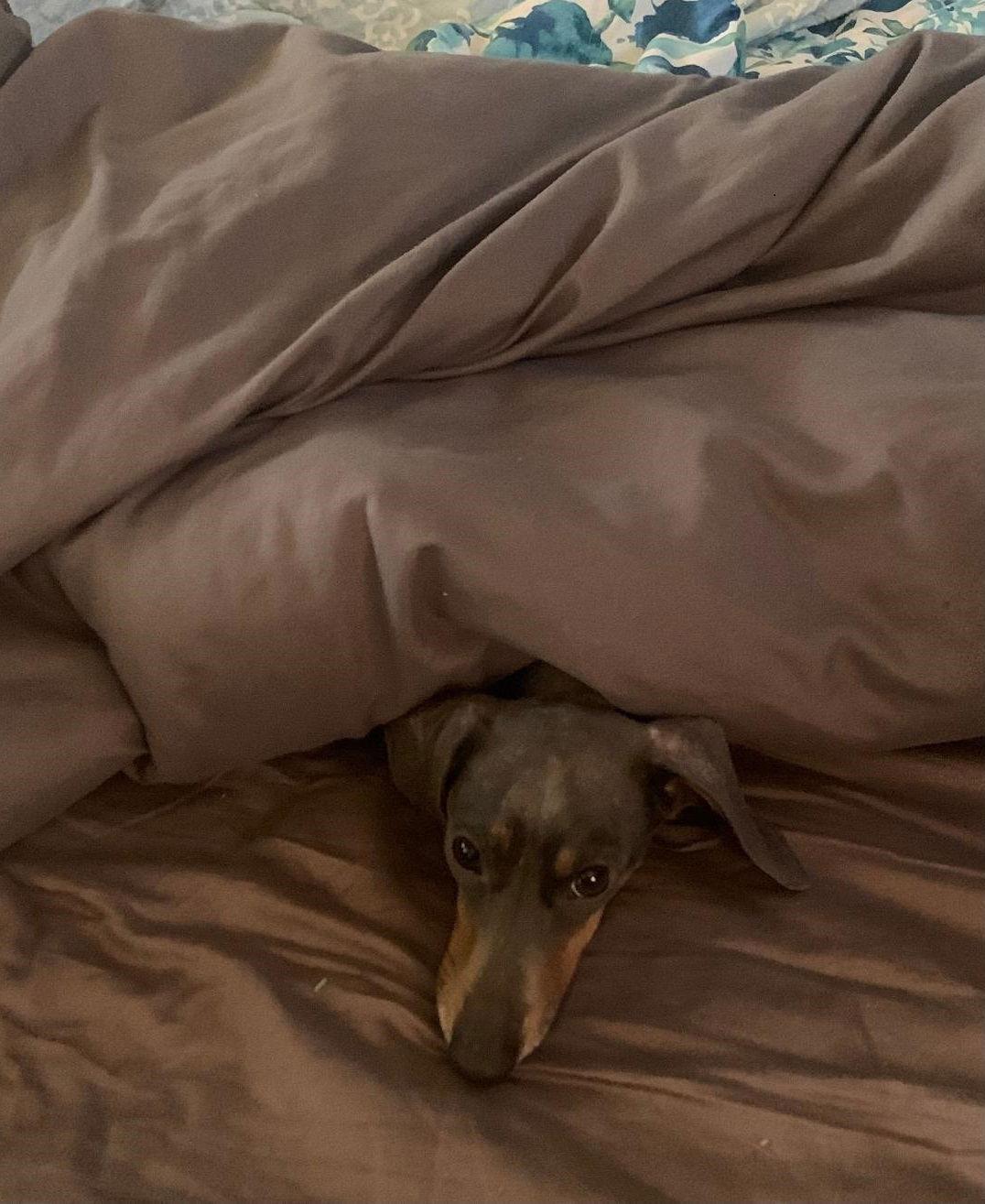 Enlarge Sugar Buns, a Adoptable Dachshund in Pearland, TX image 2/3