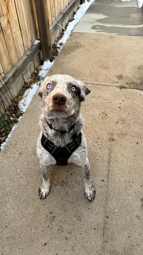 Enlarge Cowboy, a Adoptable mixed breed in Denver, CO image 1/4