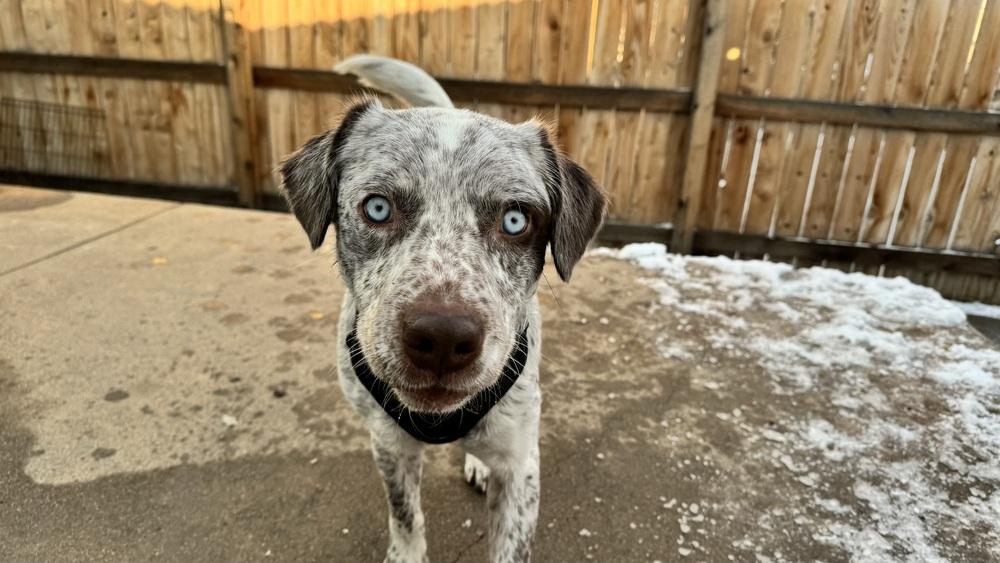Enlarge Cowboy, a Adoptable mixed breed in Denver, CO image 2/4