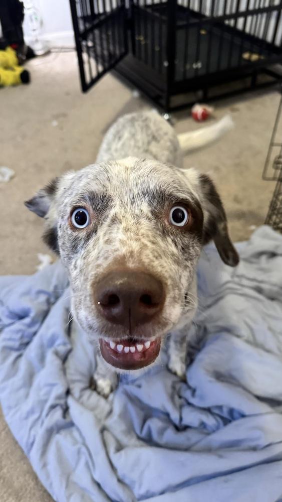 Enlarge Cowboy, a Adoptable mixed breed in Denver, CO image 3/4