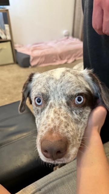 Enlarge Cowboy, a Adoptable mixed breed in Denver, CO image 4/4