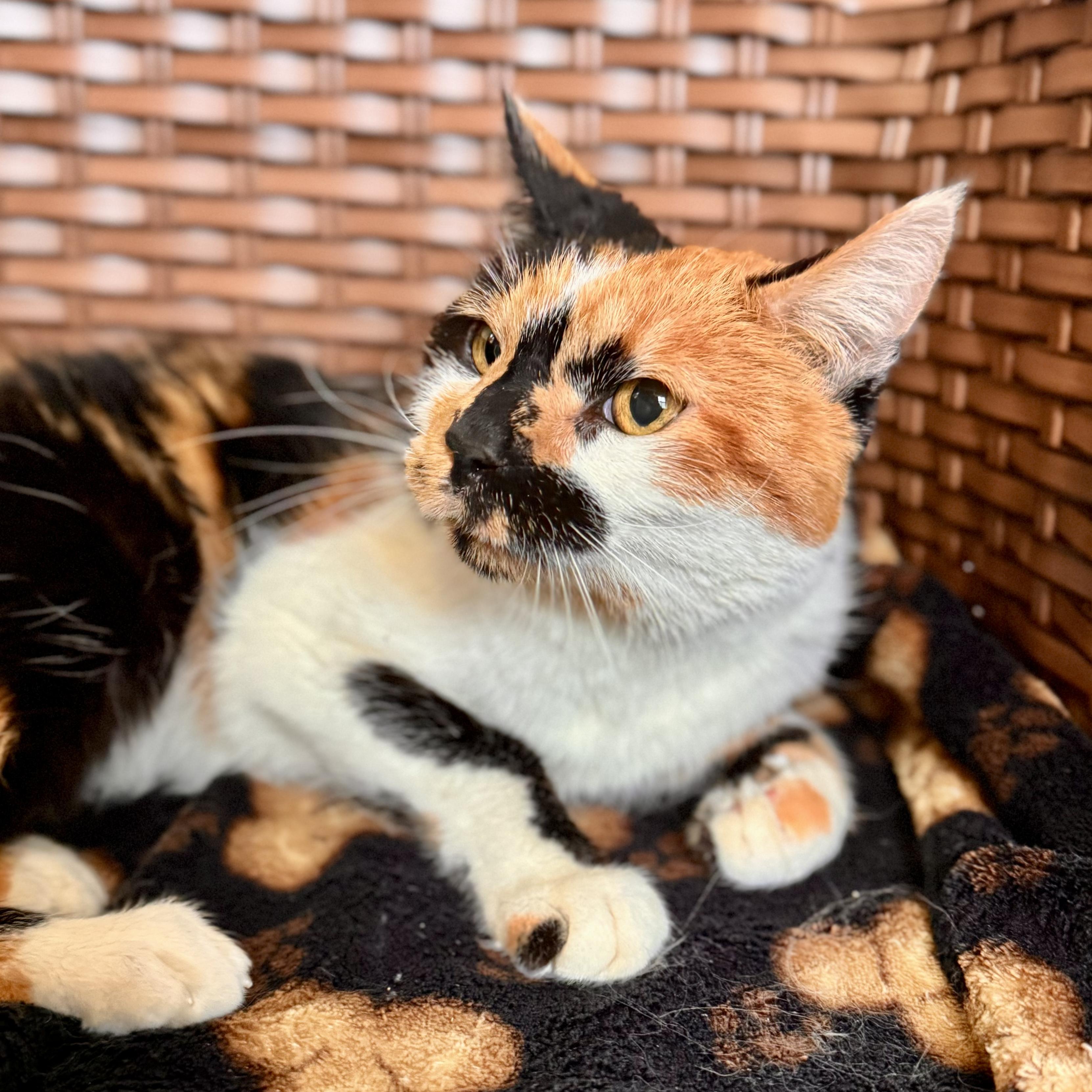 Enlarge Paisley, a ADOPTABLE Domestic Short Hair in Midland, MI image 1/2