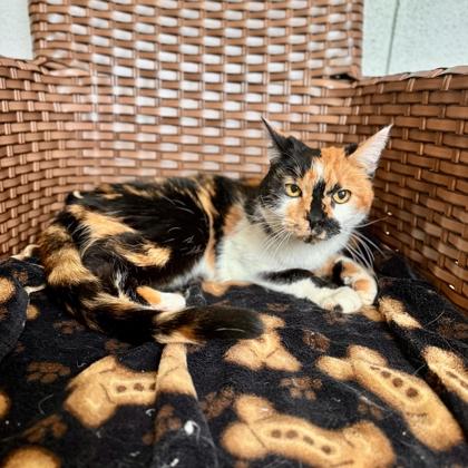 Enlarge Paisley, a ADOPTABLE Domestic Short Hair in Midland, MI image 2/2