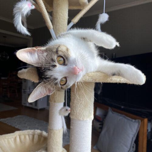 Butterscotch, Adoptable, Young Female Domestic Short Hair.