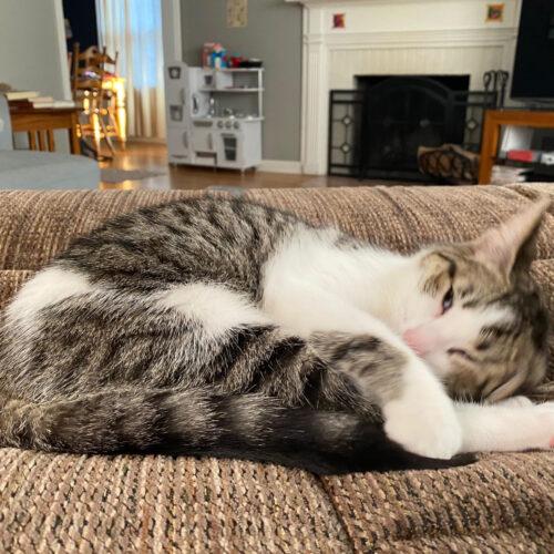 Enlarge Butterscotch, a Adoptable Domestic Short Hair in Fishers, IN image 2/5