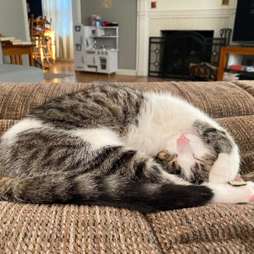 Enlarge Butterscotch, a Adoptable Domestic Short Hair in Fishers, IN image 3/5