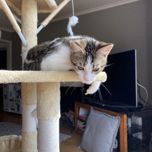 Enlarge Butterscotch, a Adoptable Domestic Short Hair in Fishers, IN image 4/5