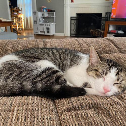 Enlarge Butterscotch, a Adoptable Domestic Short Hair in Fishers, IN image 5/5