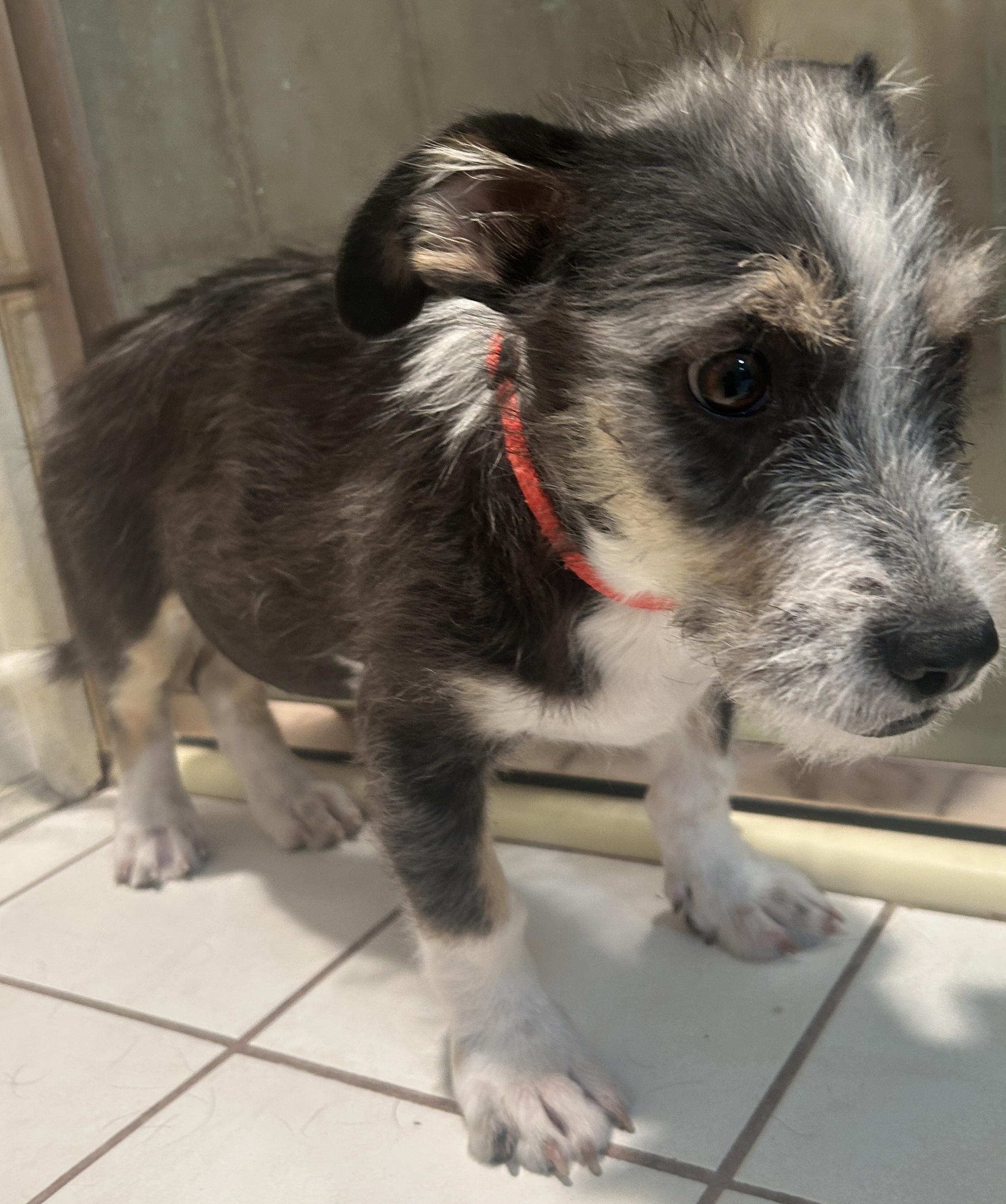 Enlarge FRANKIE, a ADOPTABLE mixed breed in El Cajon, CA image 2/6