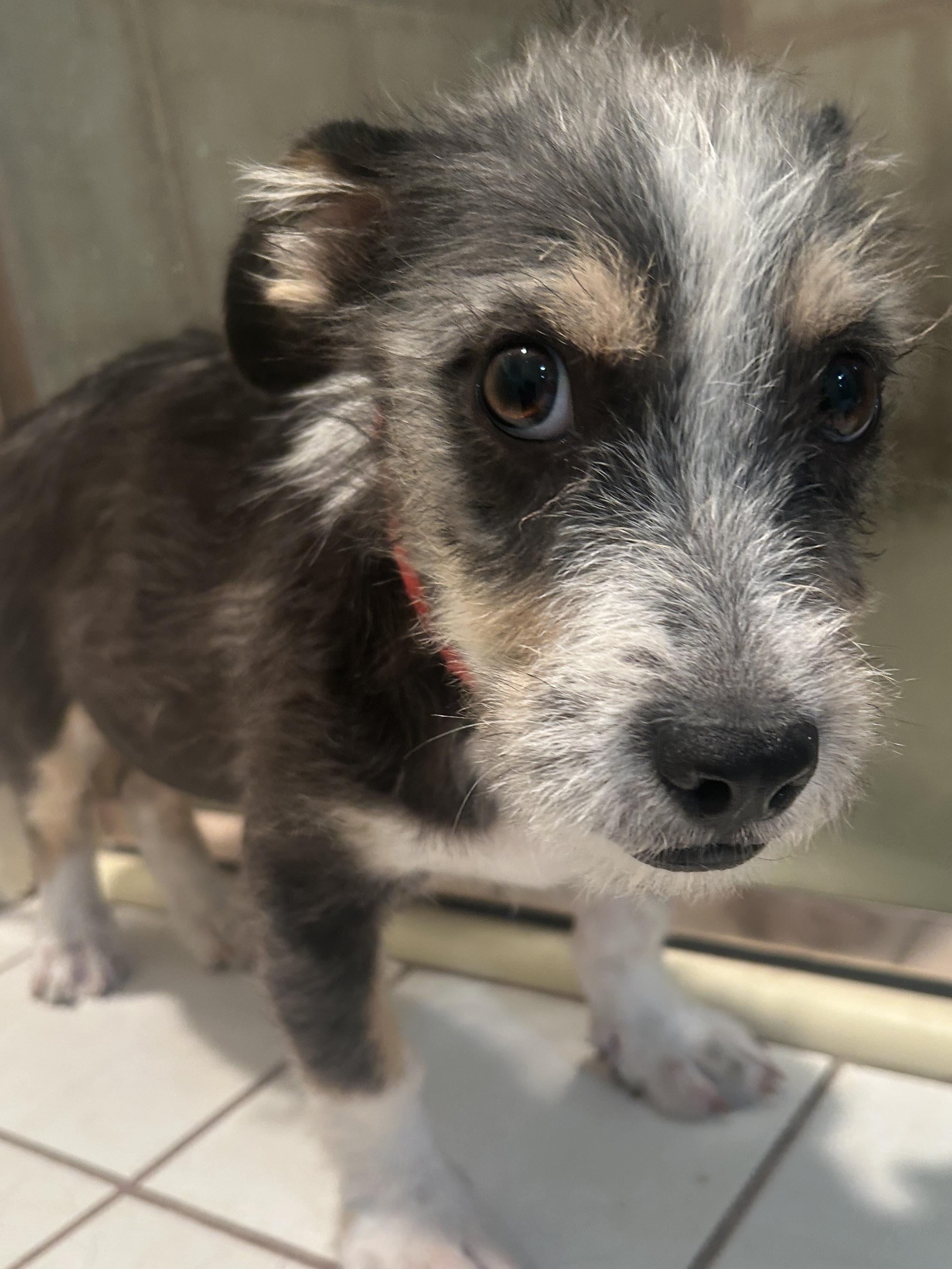 Enlarge FRANKIE, a ADOPTABLE mixed breed in El Cajon, CA image 5/6